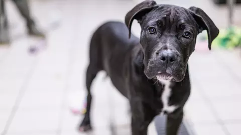 Black cane corso puppy with white chest marking standing on tiled floor looking to camera
